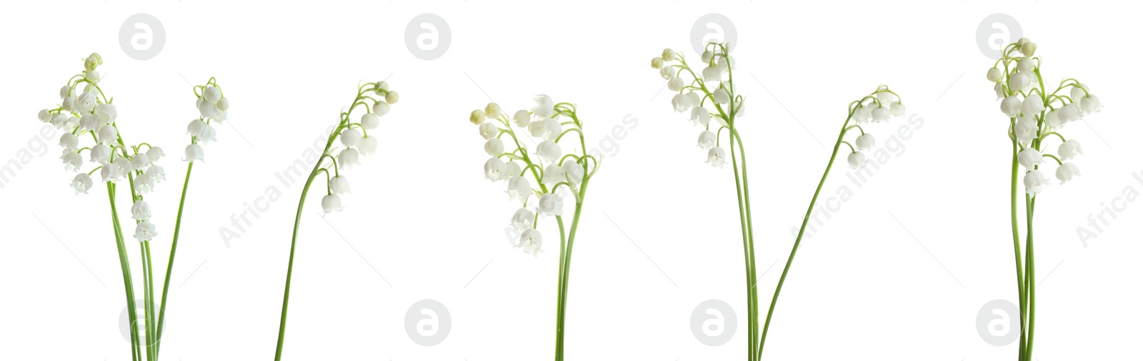 Image of Collage with beautiful lilies of the valley on white background. Banner design