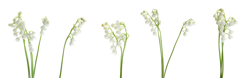 Image of Collage with beautiful lilies of the valley on white background. Banner design