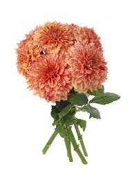 Photo of Beautiful coral dahlia flowers on white background