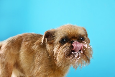 Studio portrait of funny Brussels Griffon dog with cream on muzzle against color background