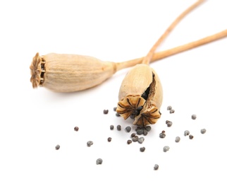 Dry poppy heads with seeds on white background