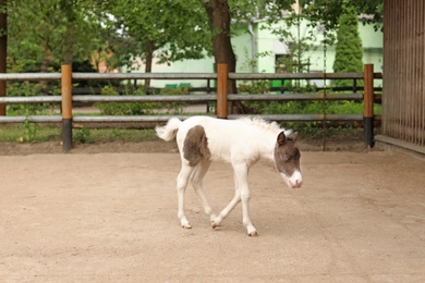 Photo of Beautiful baby horse in zoological garden. Wild animal