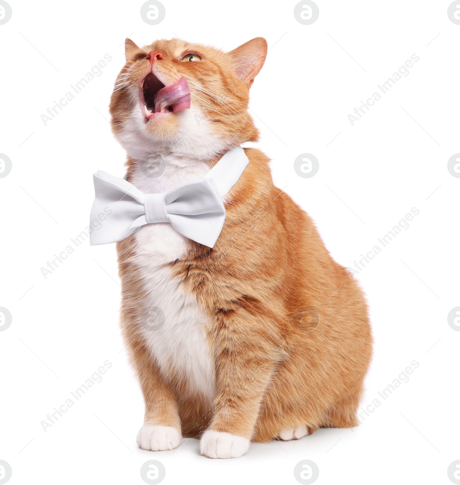 Photo of Cute cat with bow tie licking itself on white background