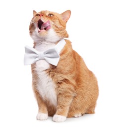 Photo of Cute cat with bow tie licking itself on white background