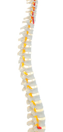Photo of Artificial human spine model isolated on white, closeup