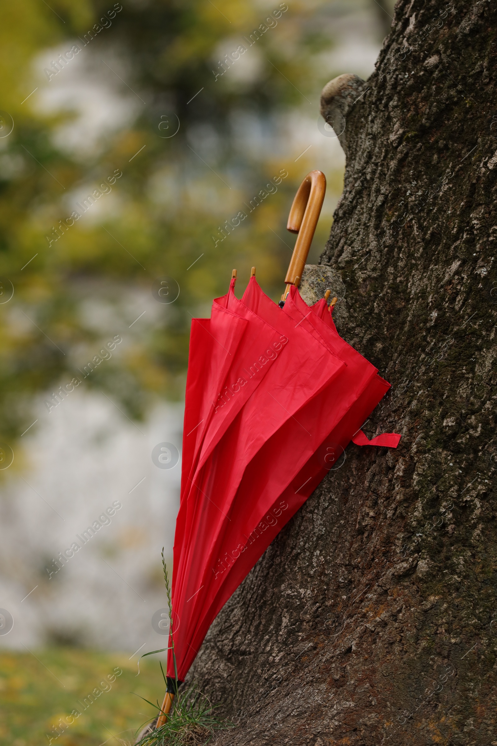 Photo of One red umbrella on tree trunk in autumn park