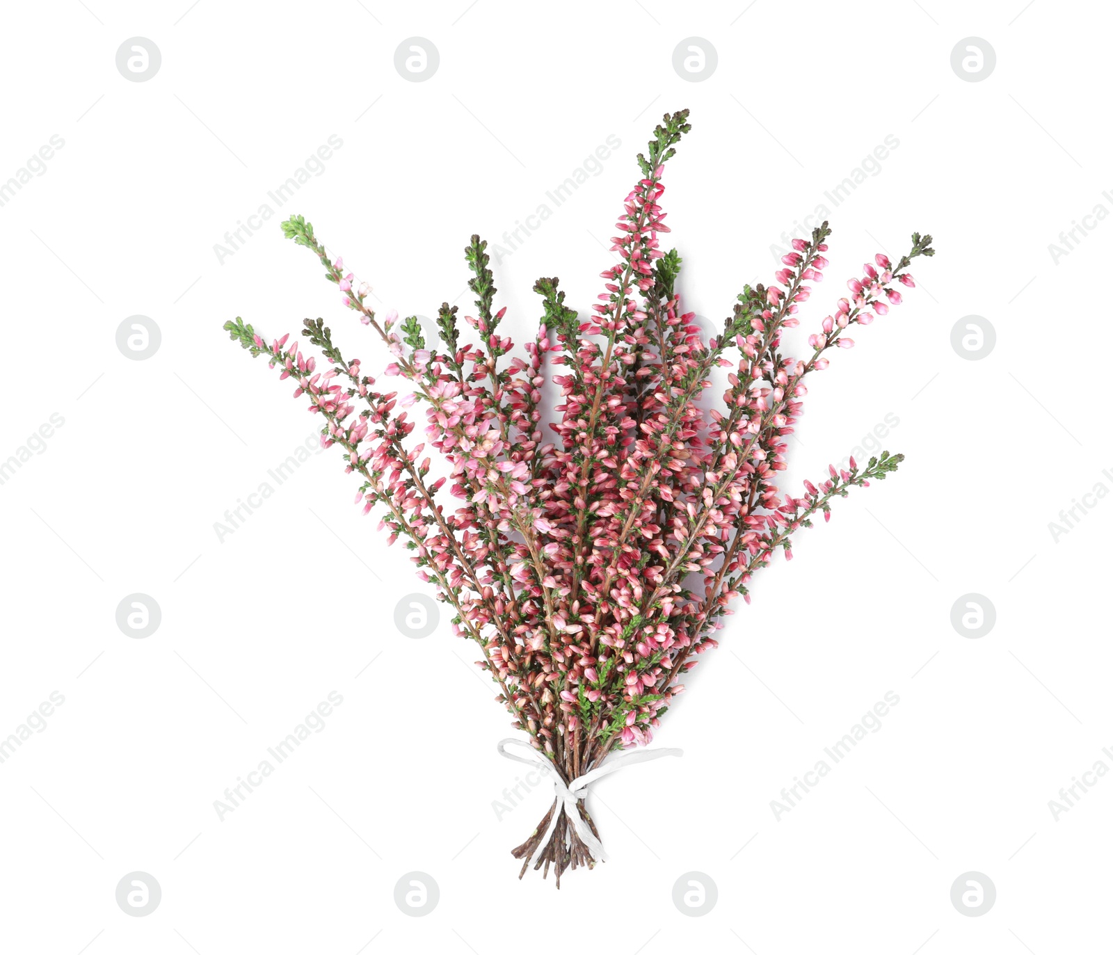 Photo of Bunch of heather branches with beautiful flowers isolated on white, top view