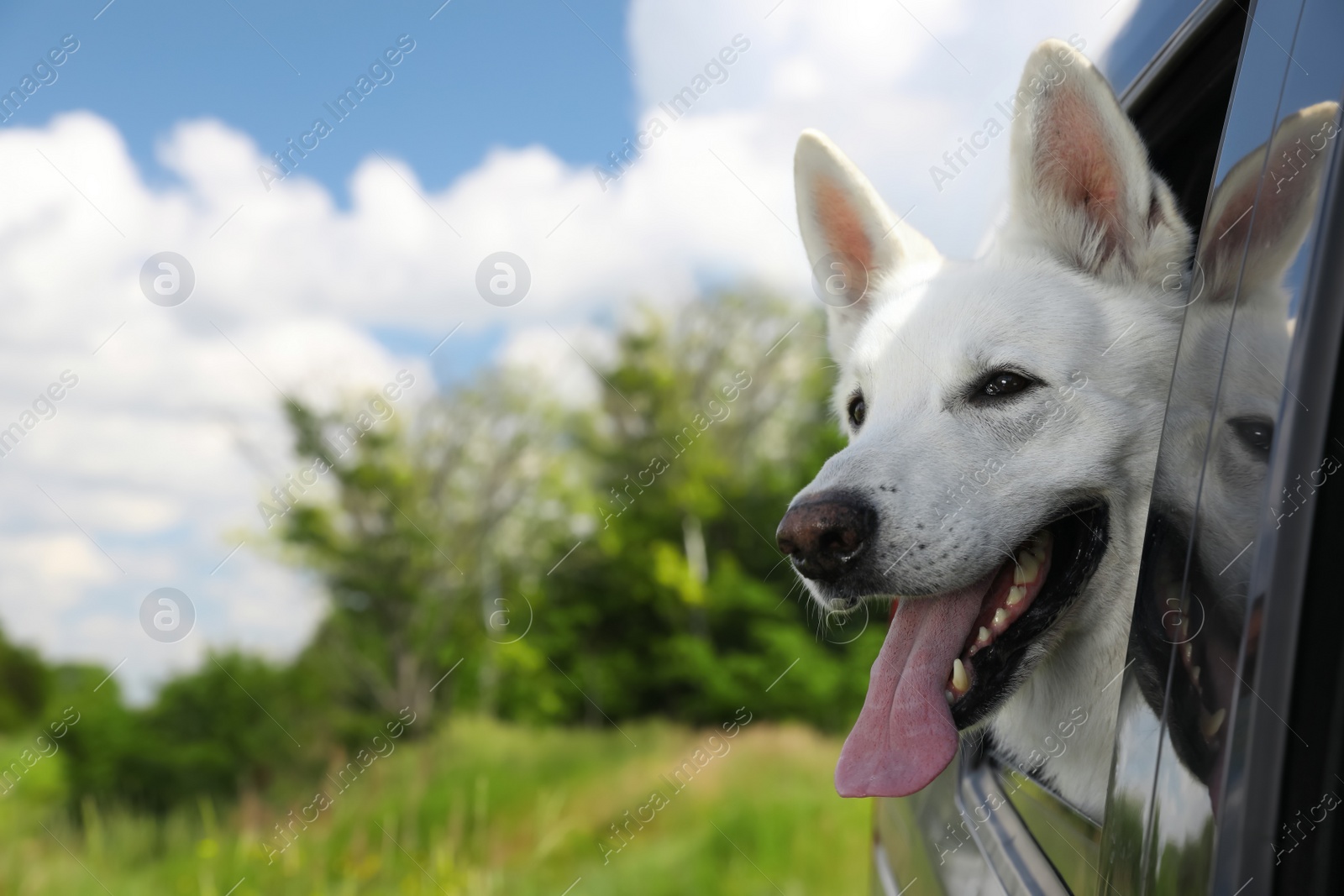 Photo of Cute white Swiss Shepherd dog peeking out car window. Space for text