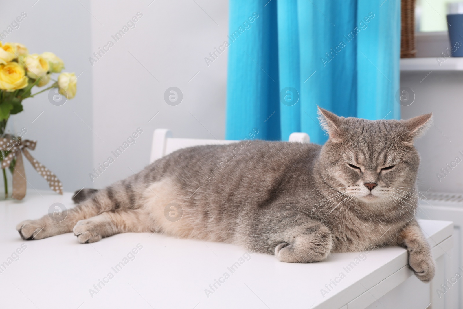 Photo of Cute Scottish straight cat lying on white table at home