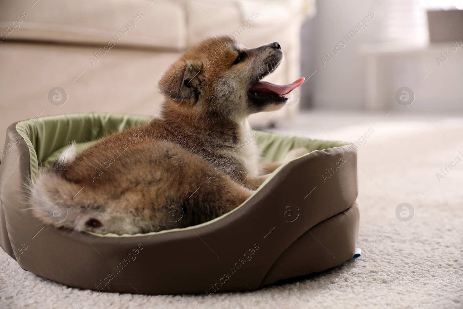 Photo of Adorable Akita Inu puppy in dog bed indoors