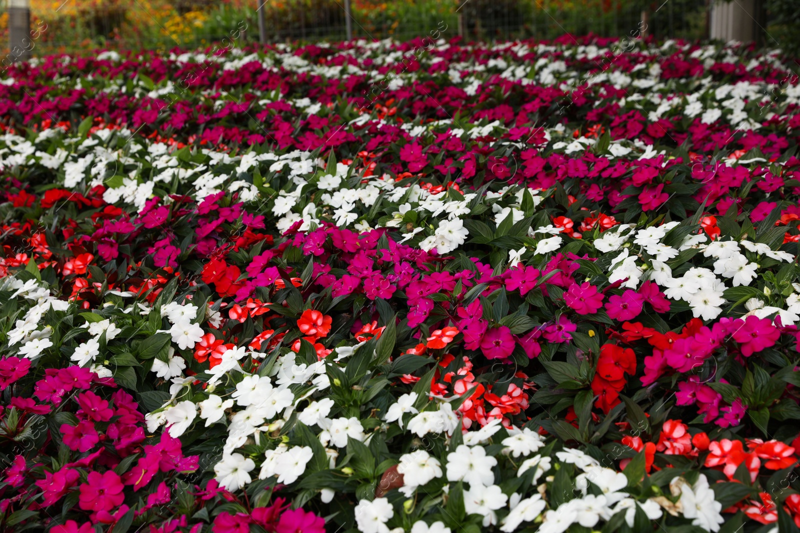 Photo of Many beautiful blooming impatiens plants in garden outdoors