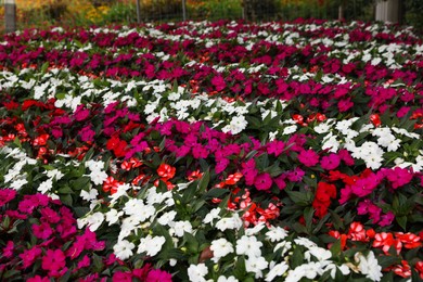 Photo of Many beautiful blooming impatiens plants in garden outdoors