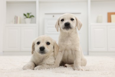 Photo of Cute little puppies on white carpet at home