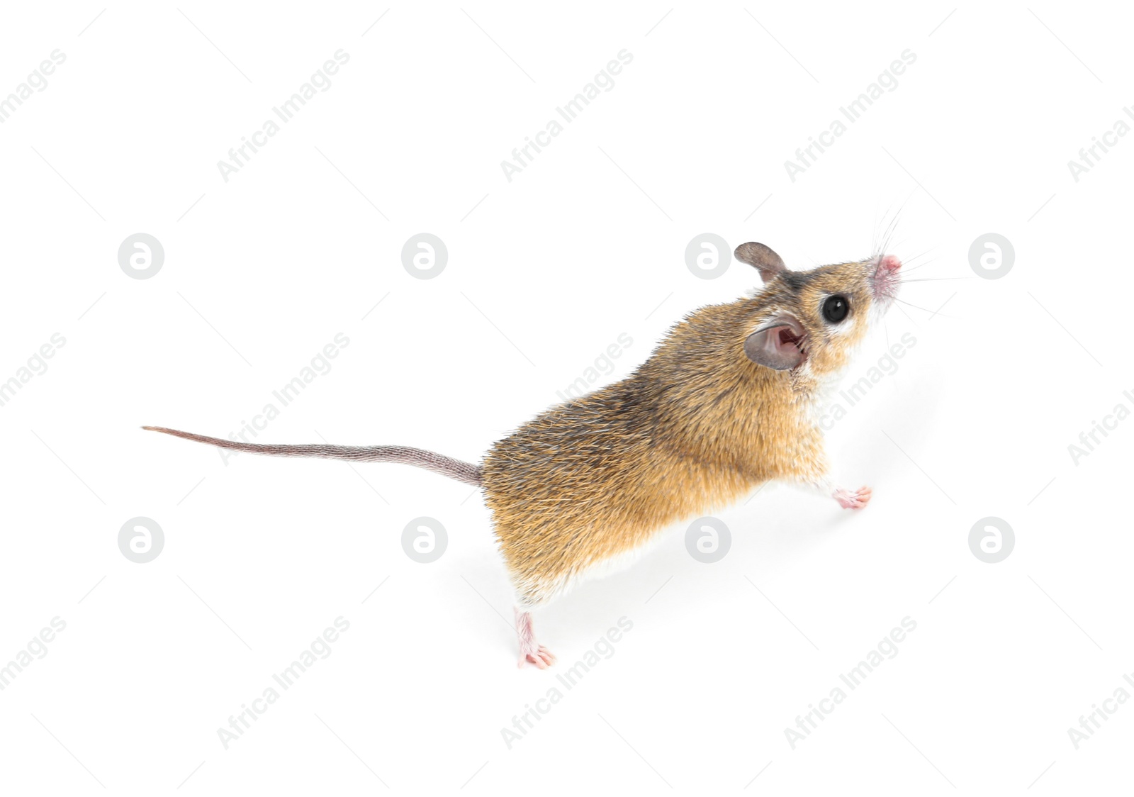 Photo of Small cute spiny mouse on white background