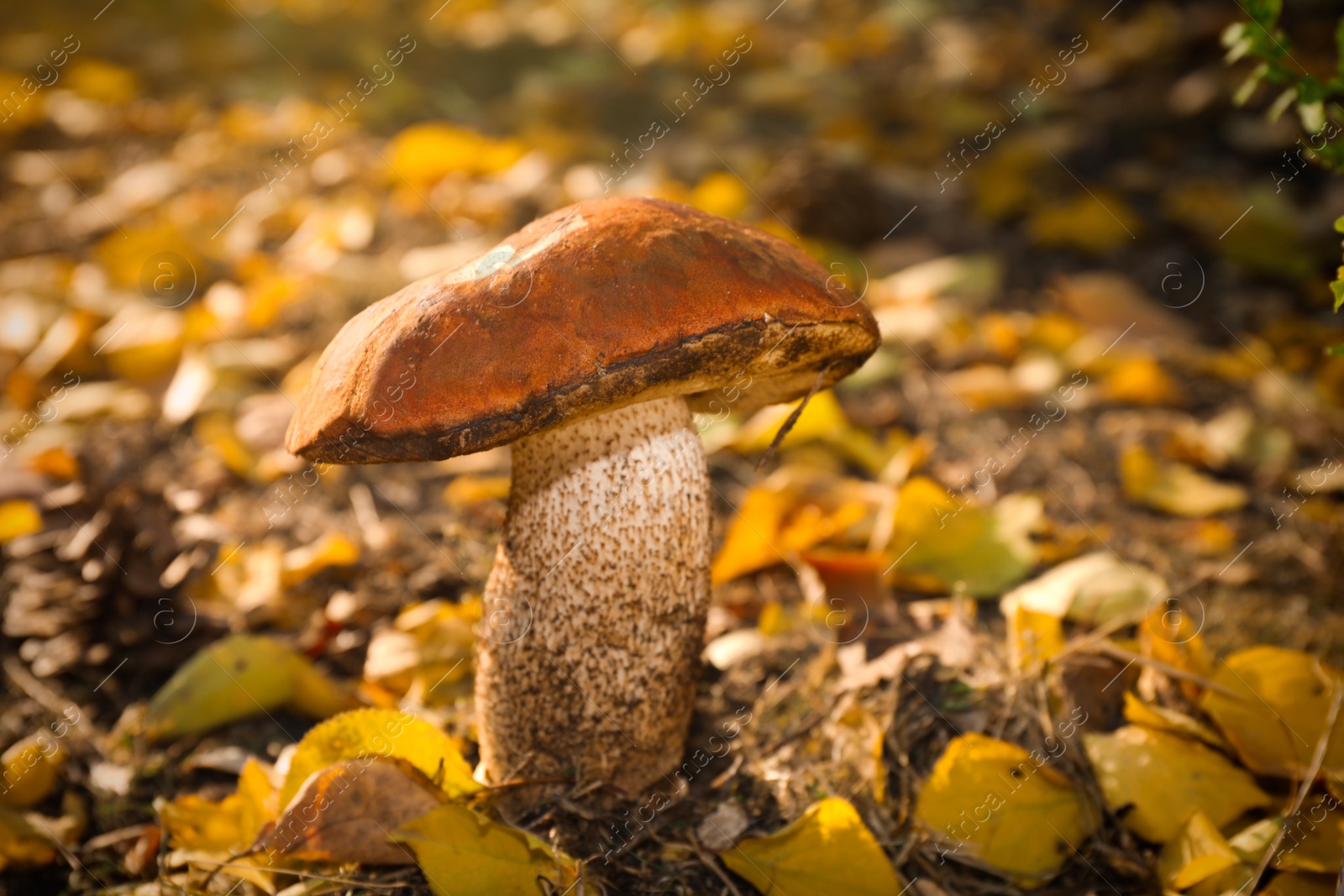 Photo of Fresh wild mushroom growing in forest, closeup view