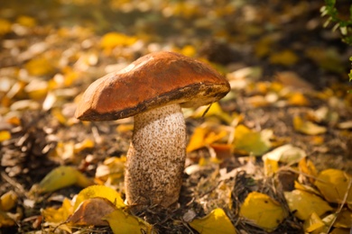 Fresh wild mushroom growing in forest, closeup view