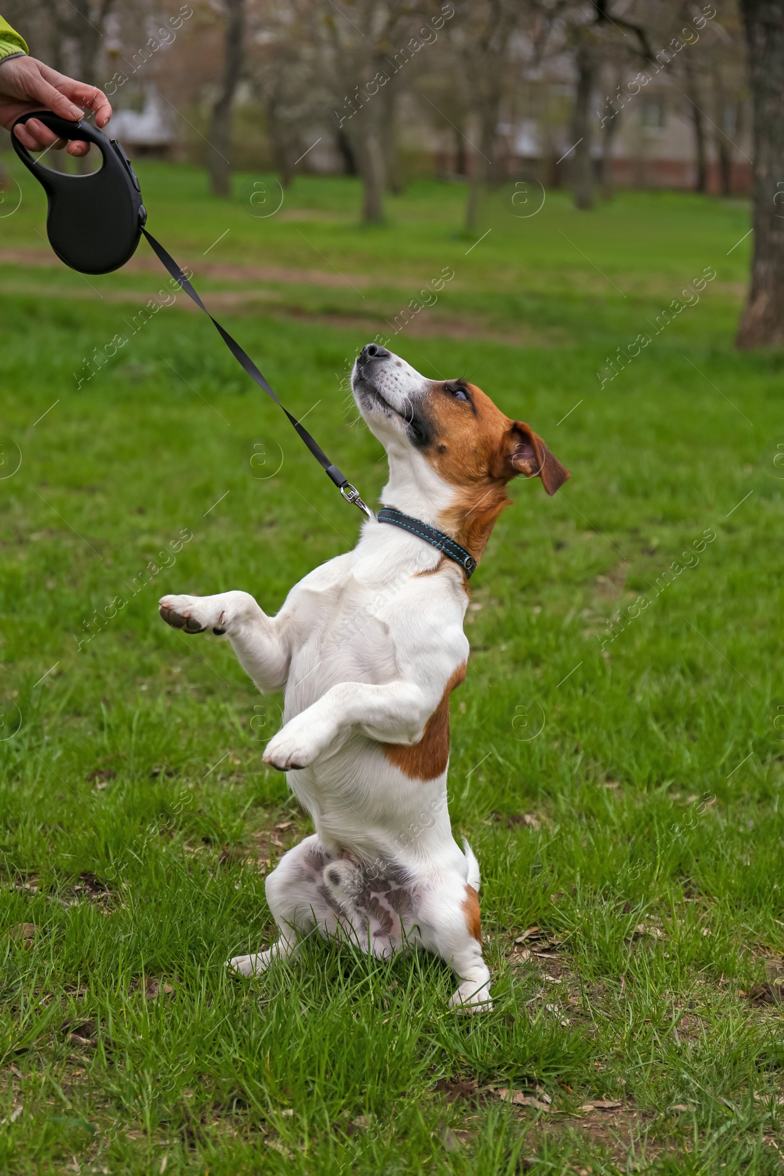 Photo of Woman with adorable Jack Russel Terrier outdoors, closeup