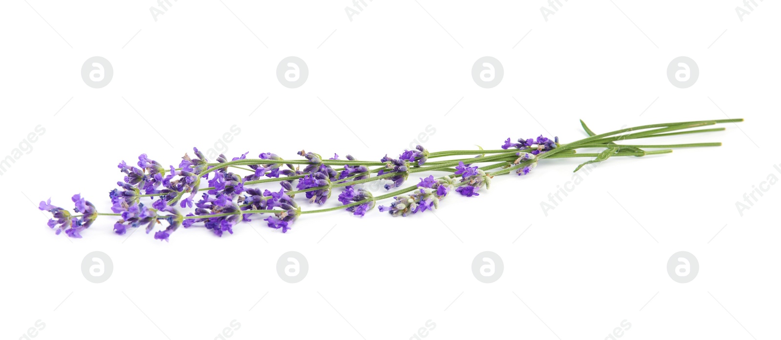 Photo of Beautiful tender lavender flowers on white background