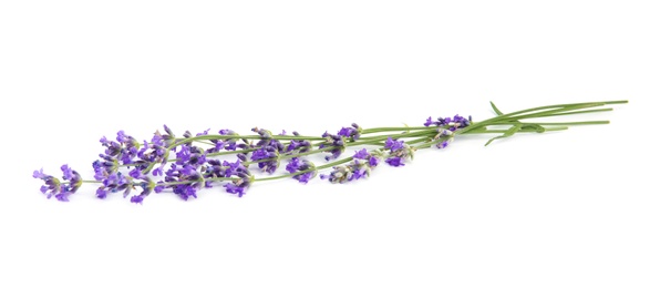 Photo of Beautiful tender lavender flowers on white background