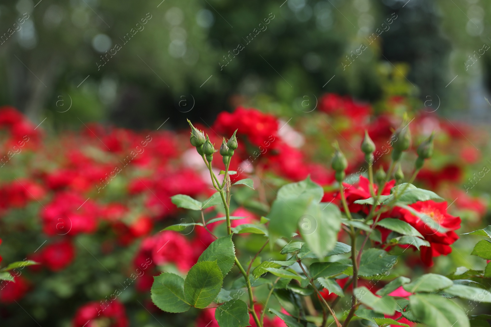 Photo of Buds of beautiful flowers outdoors. Potted plant