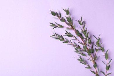 Photo of Eucalyptus branch with fresh leaves on violet background, top view. Space for text
