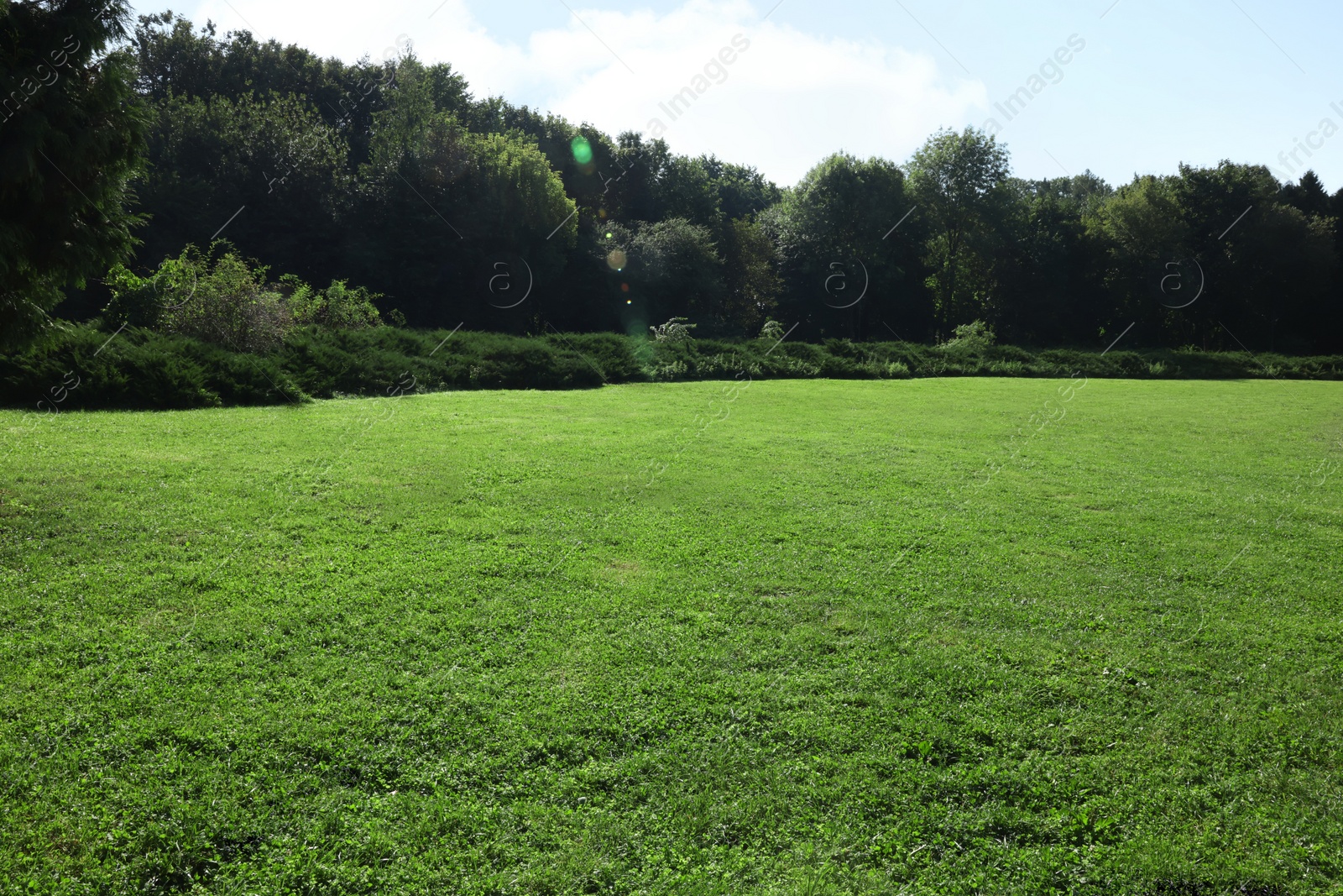 Photo of Beautiful fresh green grass on sunny day