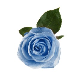 Image of Beautiful blooming light blue rose on white background