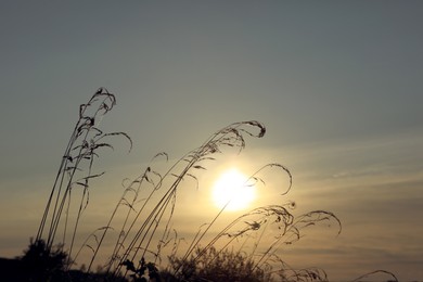 Photo of Beautiful plants against sky at sunrise. Early morning landscape