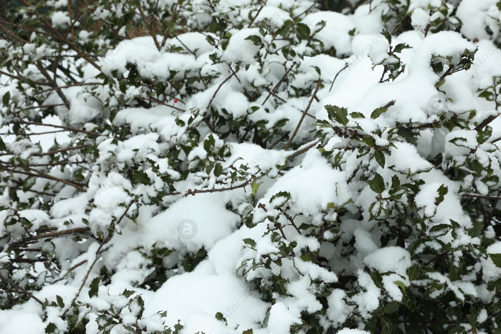 Photo of Green bushes covered with snow outdoors on winter day, closeup