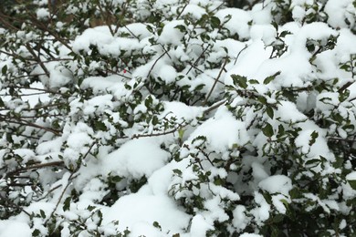 Green bushes covered with snow outdoors on winter day, closeup