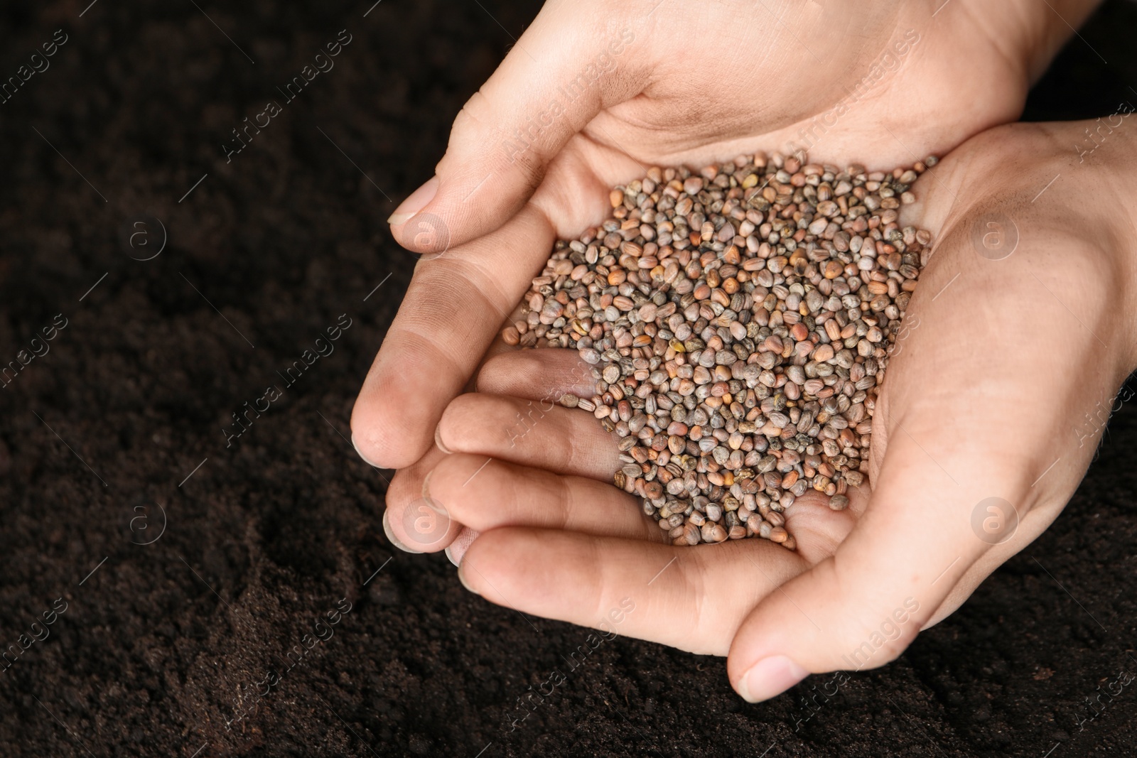 Photo of Woman holding pile of radish seeds over soil, above view. Vegetable planting