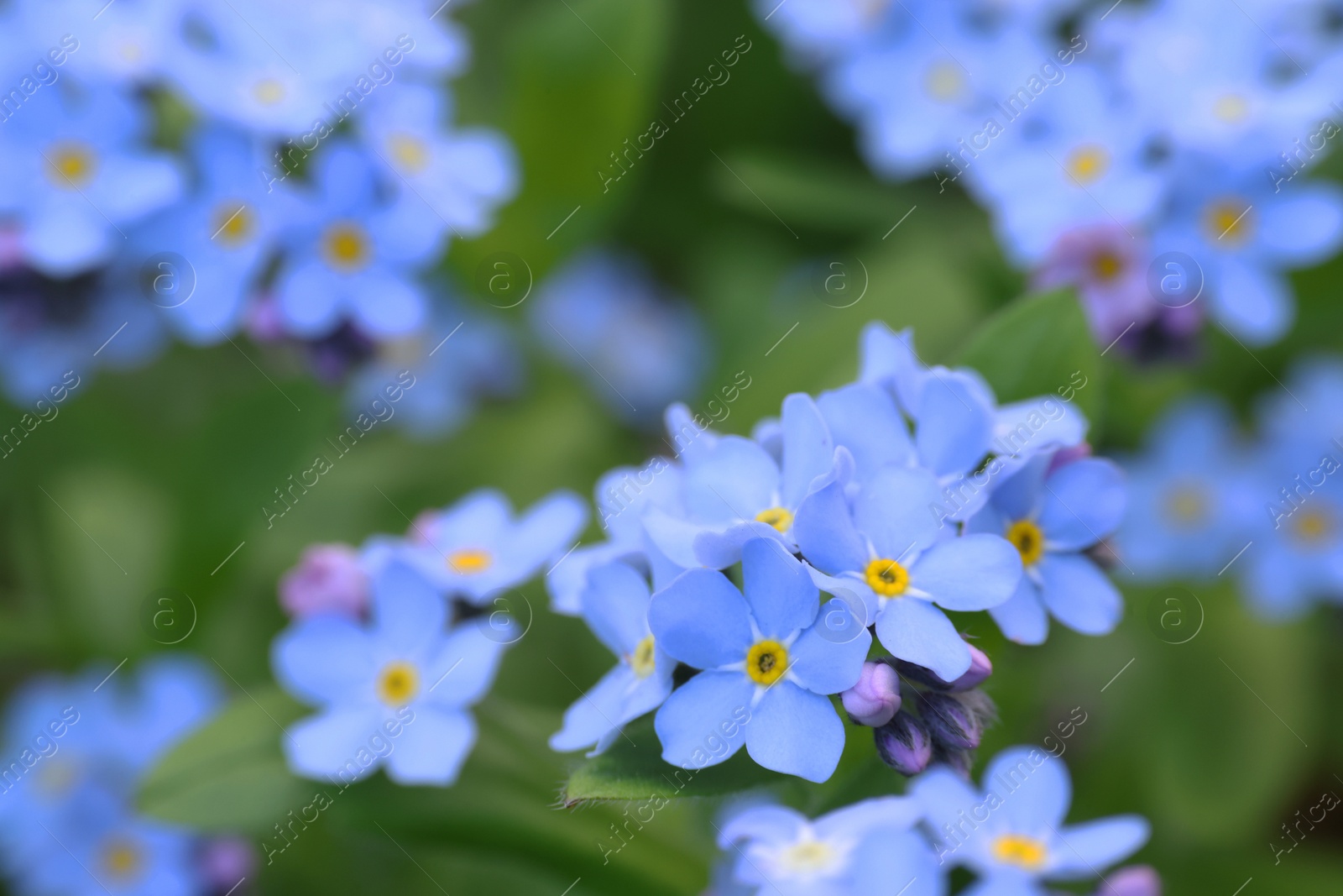 Photo of Beautiful forget-me-not flowers growing outdoors, closeup. Spring season