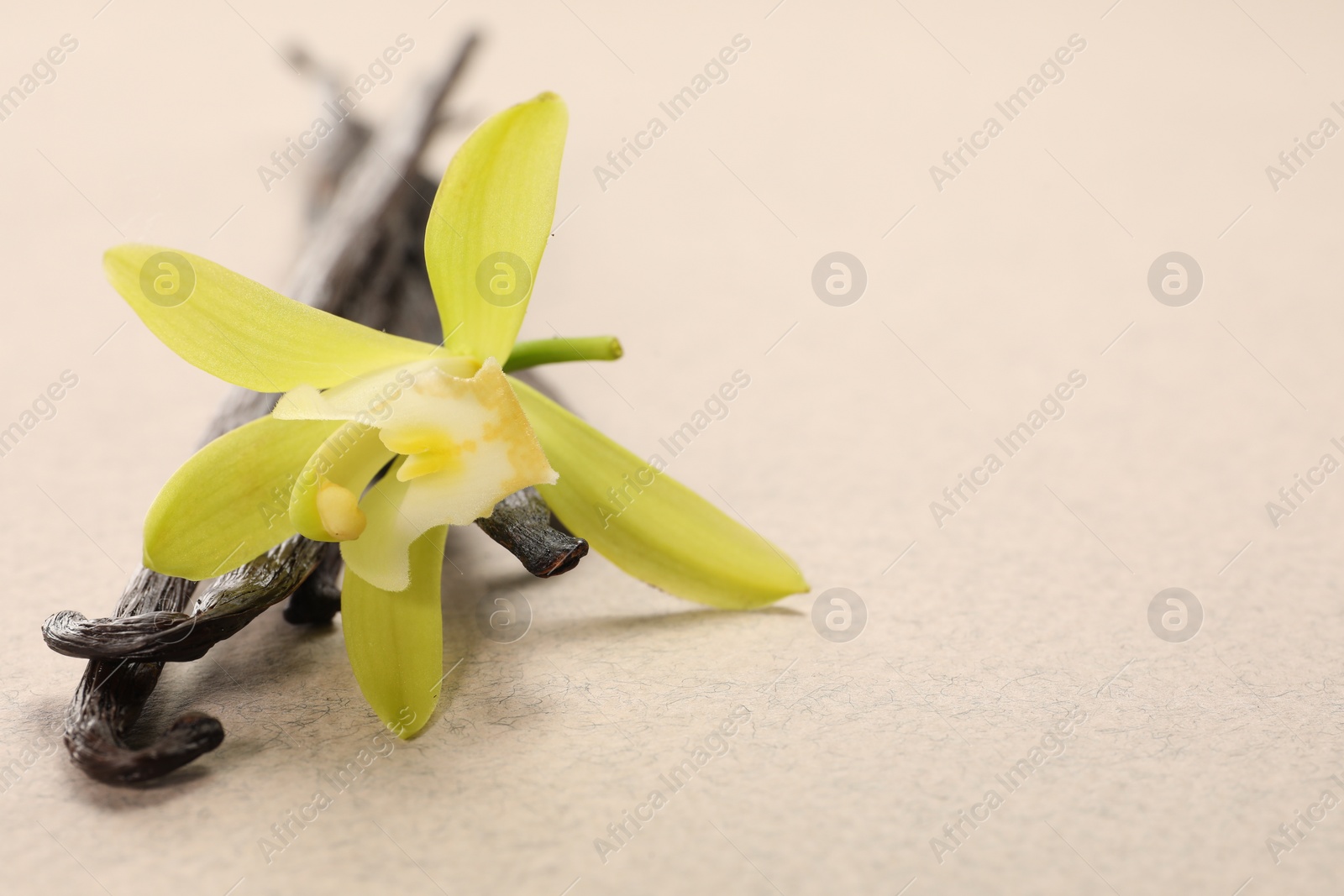 Photo of Vanilla pods and beautiful flower on beige background, closeup. Space for text