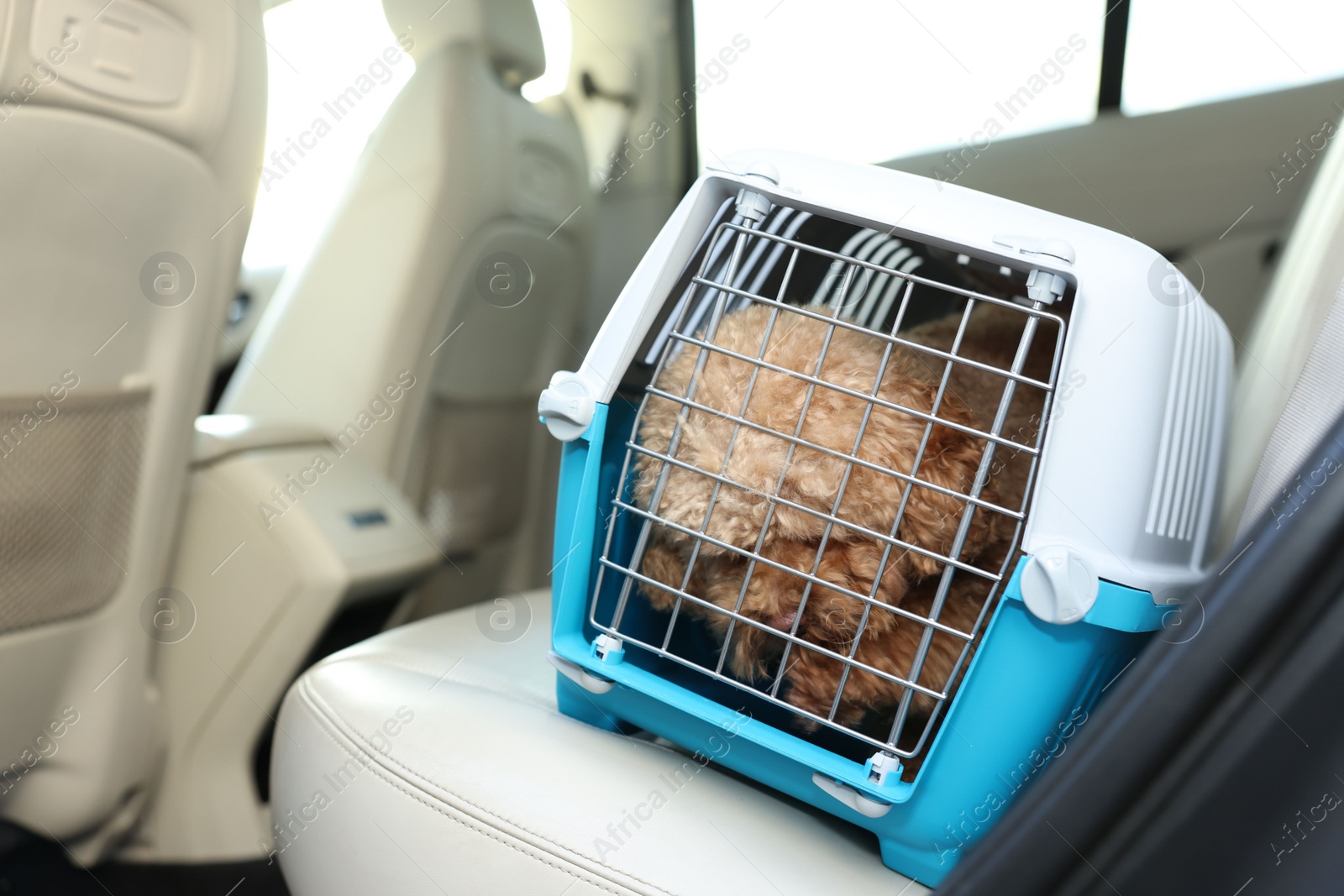 Photo of Cute dog in pet carrier travelling by car. Space for text