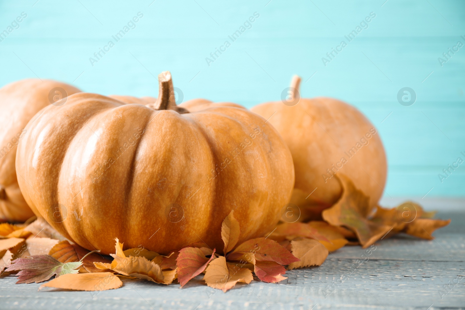 Photo of Ripe pumpkins on table against blue wooden background. Holiday decoration