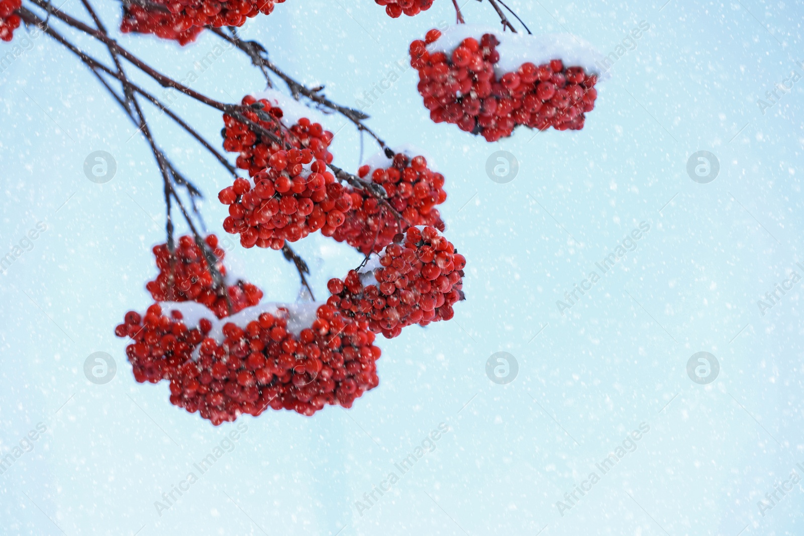 Image of Red rowan berries on tree branches covered with snow outdoors on cold winter day, space for text