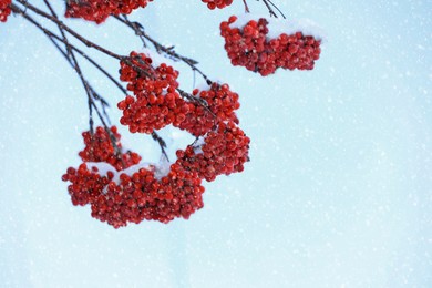 Red rowan berries on tree branches covered with snow outdoors on cold winter day, space for text