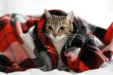Photo of Adorable cat under plaid on bed at home
