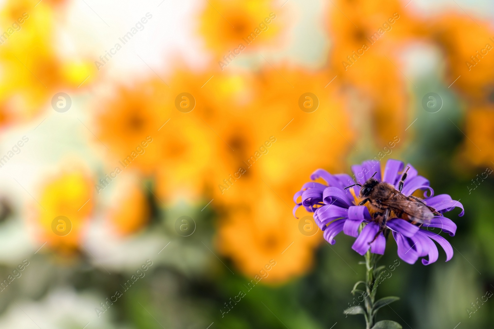 Photo of Beautiful flower with honeybee on blurred background. Space for text