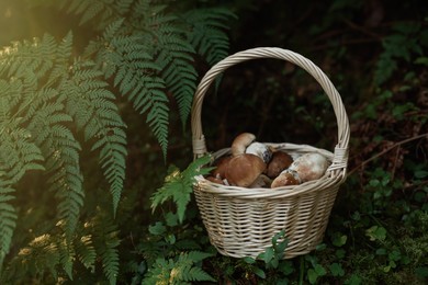 Photo of Basket full of fresh mushrooms in forest