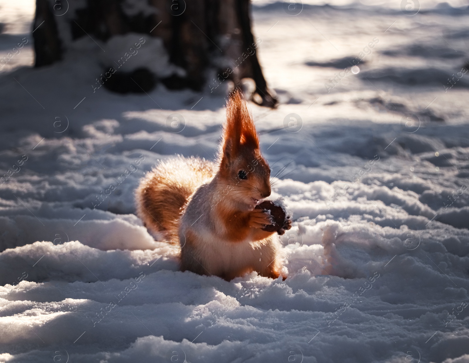 Photo of Cute squirrel with walnut on snow outdoors. Winter season