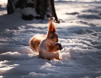 Cute squirrel with walnut on snow outdoors. Winter season