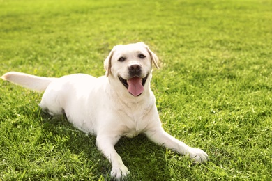 Photo of Cute yellow labrador retriever outdoors on sunny day