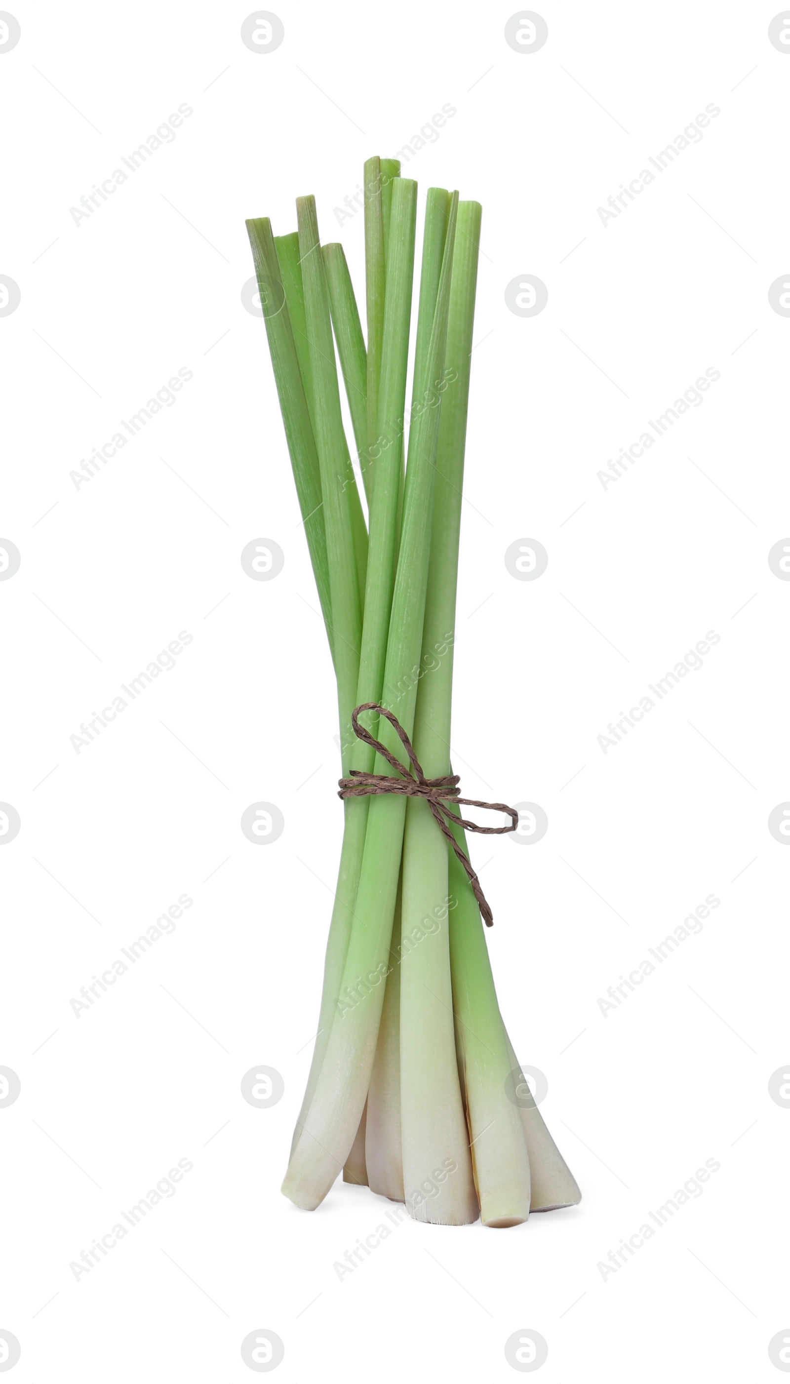 Photo of Bunch of fresh lemongrass on white background