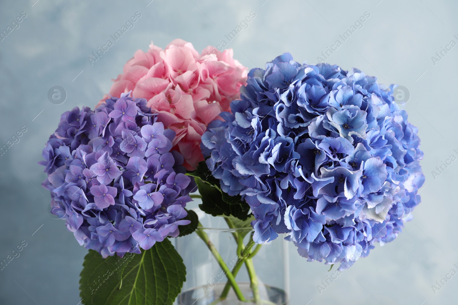 Photo of Vase with beautiful hortensia flowers on color background, closeup