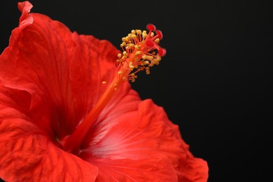 Beautiful red hibiscus flower on black background, closeup. Space for text