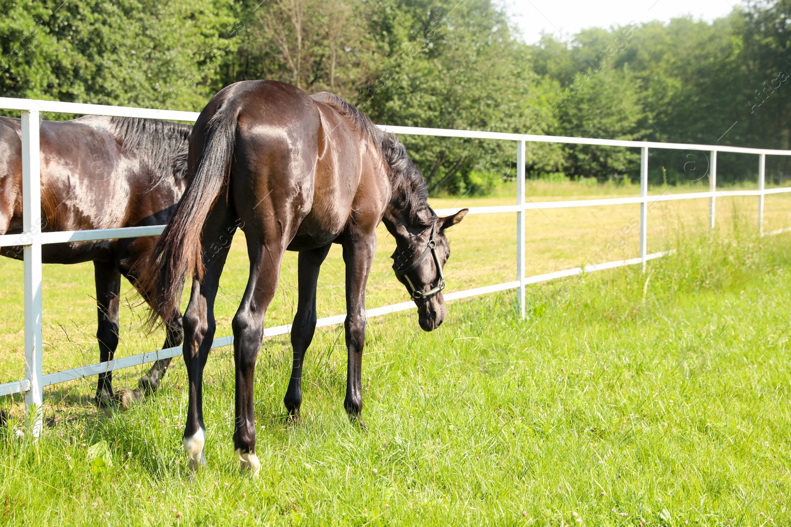 Photo of Dark bay horses in paddock on sunny day. Beautiful pets