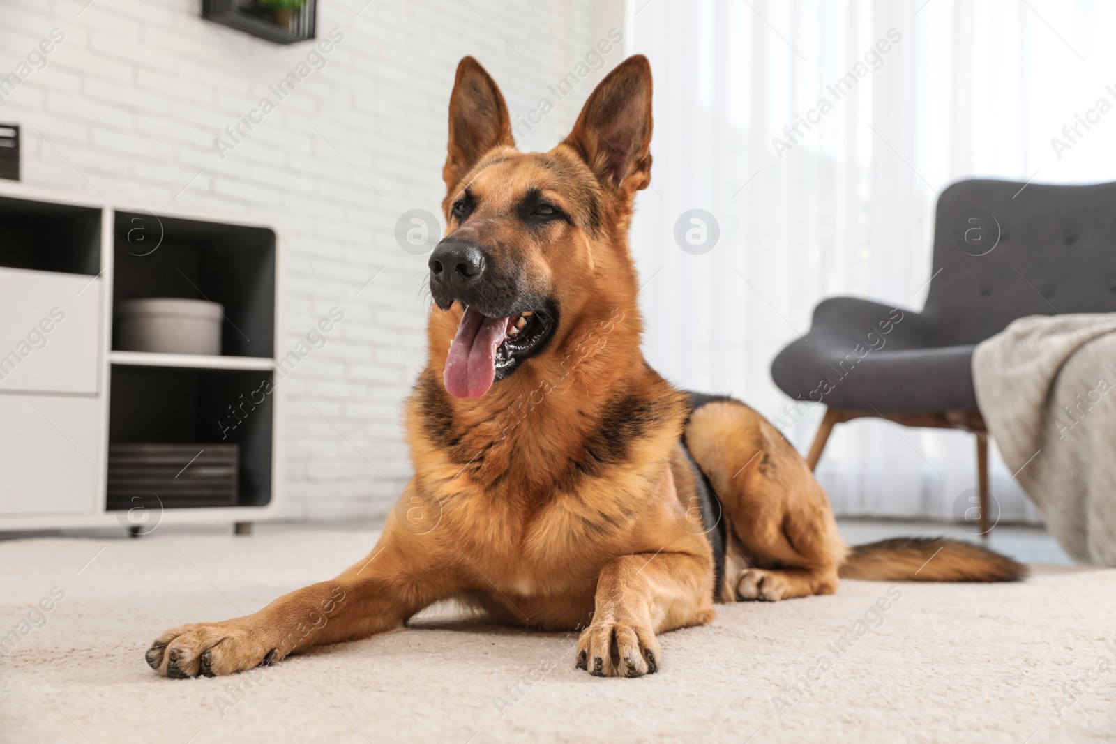 Photo of German shepherd on floor in living room