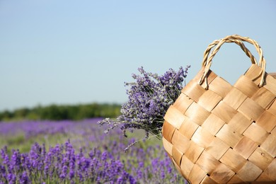 Photo of Wicker bag with beautiful lavender flowers in field, space for text