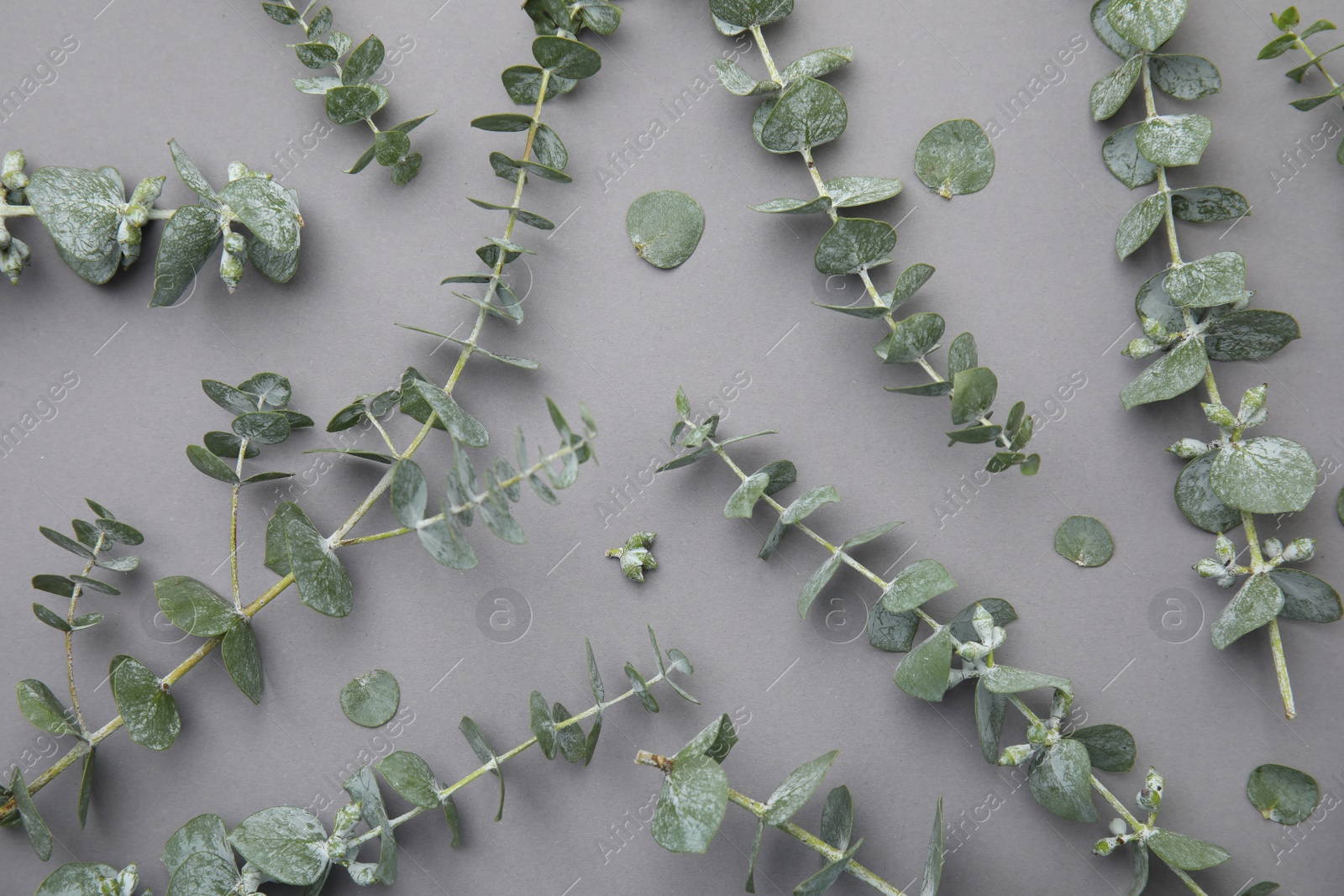 Photo of Eucalyptus branches with fresh green leaves on gray background, flat lay